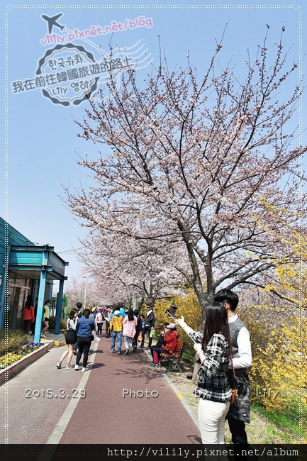 ⑮釜山．掛法站｜釜山「三樂江邊公園」櫻花道可媲美首爾汝矣島輪中路 @我在前往韓國旅遊的路上