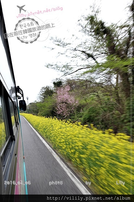 ㉔濟州．西歸浦｜山房山(산방산)油菜花 @我在前往韓國旅遊的路上