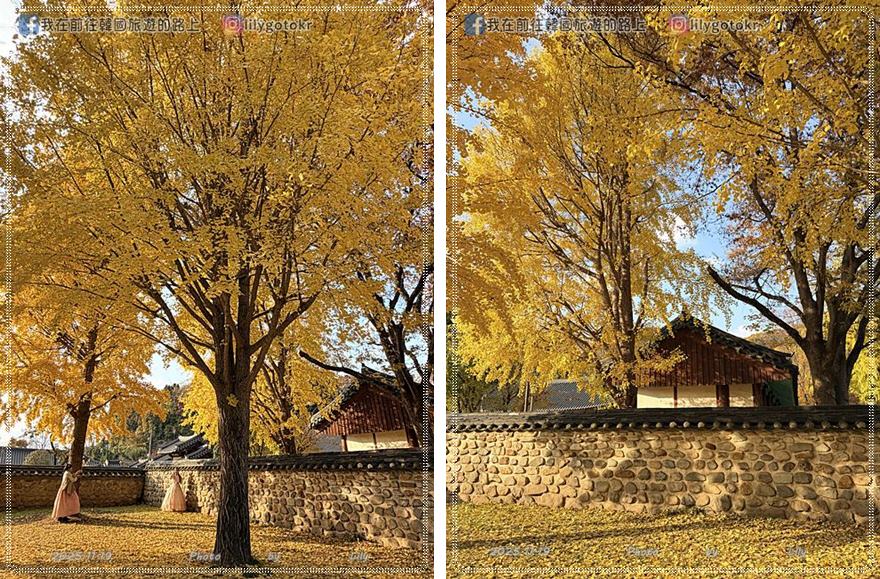 【全羅北道．全州景點】全州鄉校：走進《成均館緋聞,雲畫的月光》拍攝地！11月秋季金黃銀杏、韓服拍攝全攻略 @我在前往韓國旅遊的路上