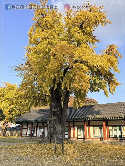 【全羅北道．全州景點】全州鄉校：走進《成均館緋聞,雲畫的月光》拍攝地！11月秋季金黃銀杏、韓服拍攝全攻略 @我在前往韓國旅遊的路上