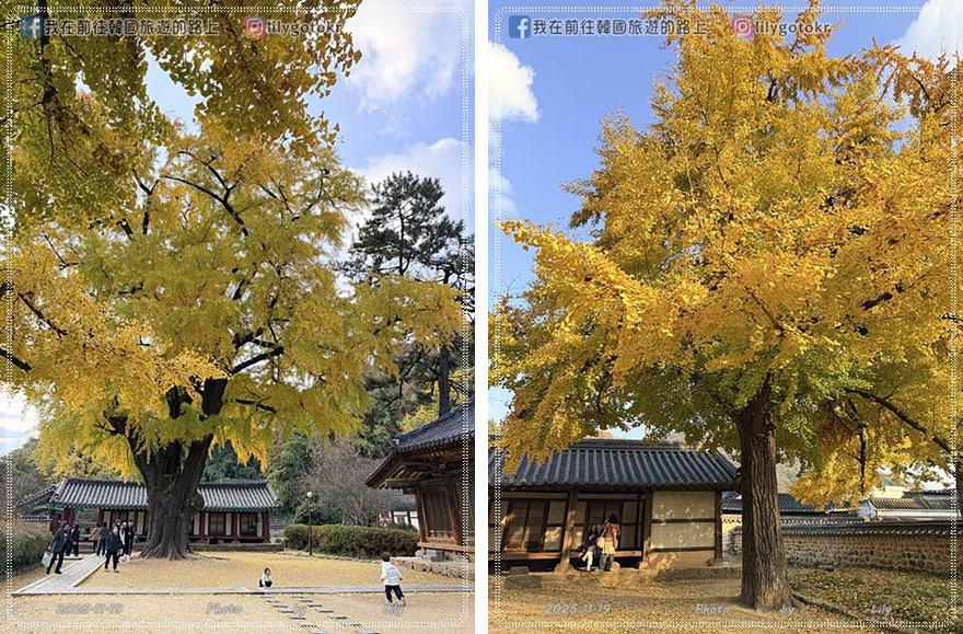 【全羅北道．全州景點】全州鄉校：走進《成均館緋聞,雲畫的月光》拍攝地！11月秋季金黃銀杏、韓服拍攝全攻略 @我在前往韓國旅遊的路上