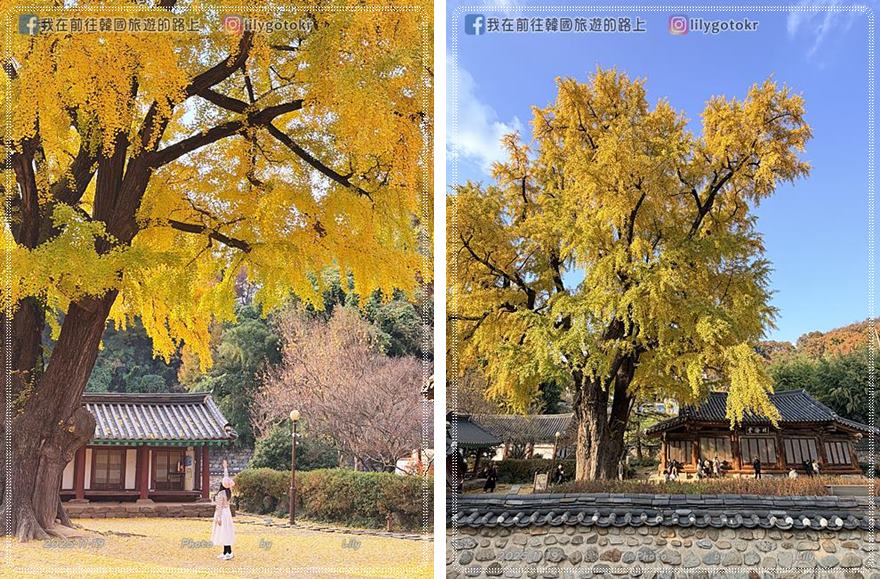 【全羅北道．全州景點】全州鄉校：走進《成均館緋聞,雲畫的月光》拍攝地！11月秋季金黃銀杏、韓服拍攝全攻略 @我在前往韓國旅遊的路上