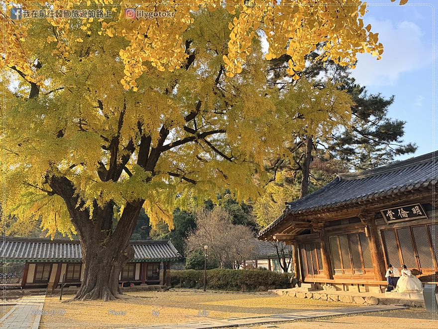【全羅北道．全州景點】全州鄉校：走進《成均館緋聞,雲畫的月光》拍攝地！11月秋季金黃銀杏、韓服拍攝全攻略 @我在前往韓國旅遊的路上