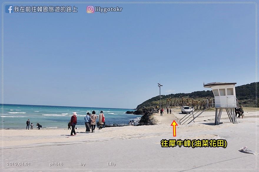 ㉕濟州市｜漣漪如寶石閃耀的細白沙灘「咸德犀牛峰海邊」和海邊油菜花 @我在前往韓國旅遊的路上