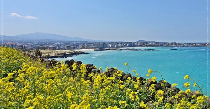 ㉕濟州市｜漣漪如寶石閃耀的細白沙灘「咸德犀牛峰海邊」和海邊油菜花，踩點《歡迎回到三達里》拍攝地 @我在前往韓國旅遊的路上