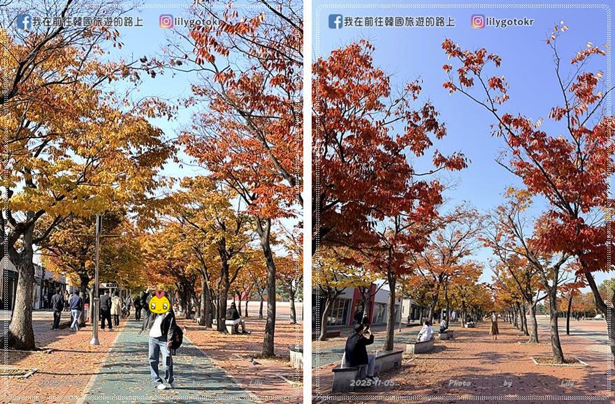 【首爾景點】秋季賞花|奧林匹克公園:銀杏路、波斯菊花海、粉紅亂子草、波波草,超適合拍畫報 @我在前往韓國旅遊的路上 【首爾景點】秋季賞花|奧林匹克公園:銀杏路、波斯菊花海、粉紅亂子草、波波草,超適合拍畫報 @我在前往韓國旅遊的路上