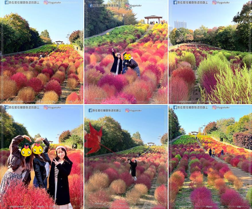 【首爾景點】秋季賞花|奧林匹克公園:銀杏路、波斯菊花海、粉紅亂子草、波波草,超適合拍畫報 @我在前往韓國旅遊的路上 【首爾景點】秋季賞花|奧林匹克公園:銀杏路、波斯菊花海、粉紅亂子草、波波草,超適合拍畫報 @我在前往韓國旅遊的路上