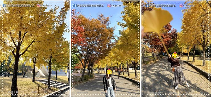 【首爾景點】秋季賞花|奧林匹克公園:銀杏路、波斯菊花海、粉紅亂子草、波波草,超適合拍畫報 @我在前往韓國旅遊的路上 【首爾景點】秋季賞花|奧林匹克公園:銀杏路、波斯菊花海、粉紅亂子草、波波草,超適合拍畫報 @我在前往韓國旅遊的路上