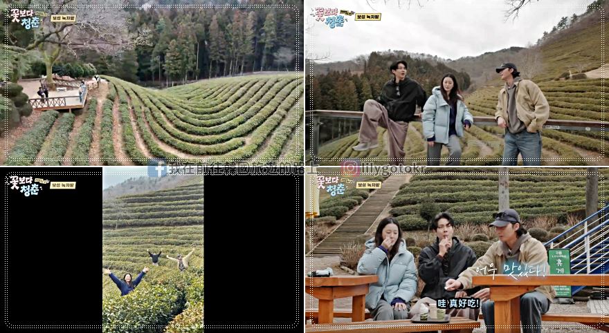 【全羅南道．寶城】2023二訪寶城綠茶園 大韓茶園(보성녹차밭)，含順天到寶城交通 @我在前往韓國旅遊的路上