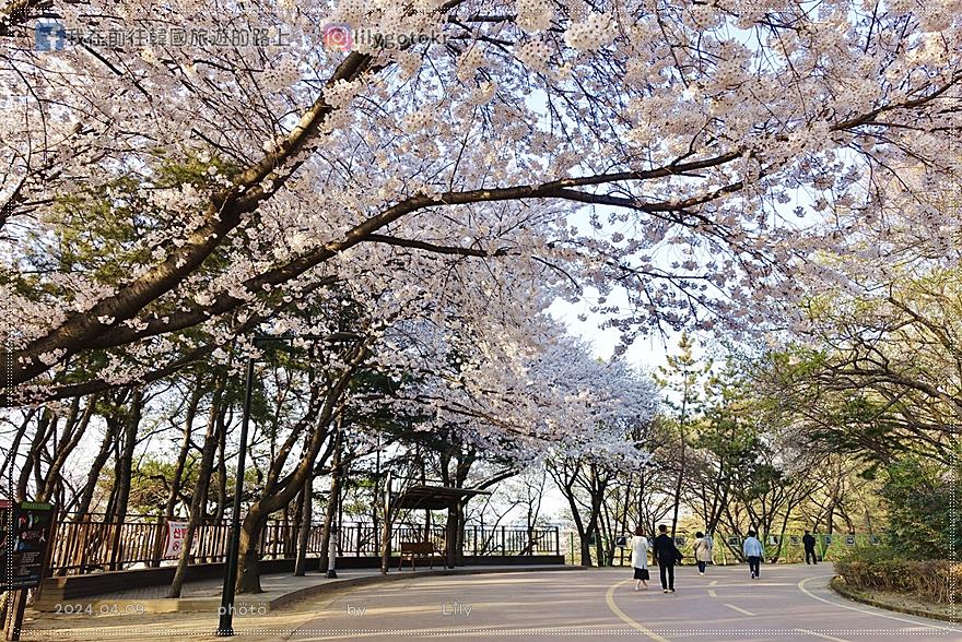 63)仁川賞櫻｜到「月尾公園、月尾主題公園」海景櫻花、海鷗夕陽一次收 @我在前往韓國旅遊的路上