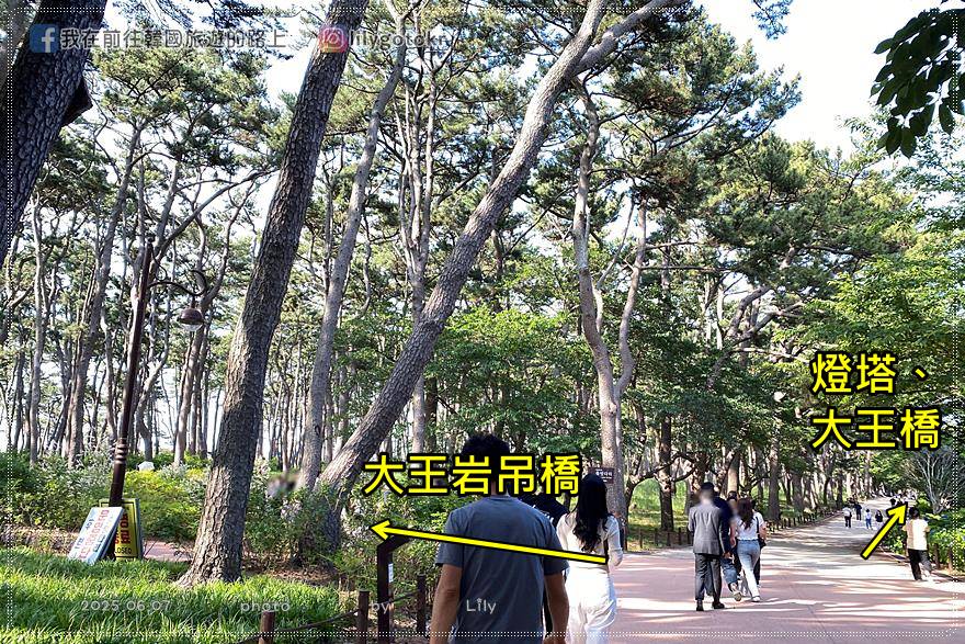 ㊶蔚山｜大王岩公園(대왕암공원)賞櫻、繡球花、奇石、看日出，還有新景點「大王岩吊橋」 @我在前往韓國旅遊的路上