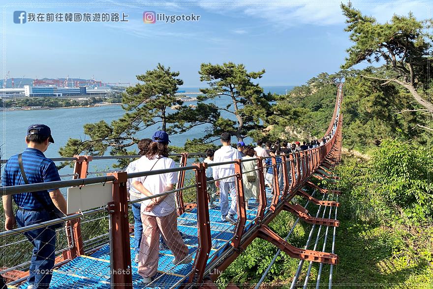 ㊶蔚山｜大王岩公園(대왕암공원)賞櫻、繡球花、奇石、看日出，還有新景點「大王岩吊橋」 @我在前往韓國旅遊的路上