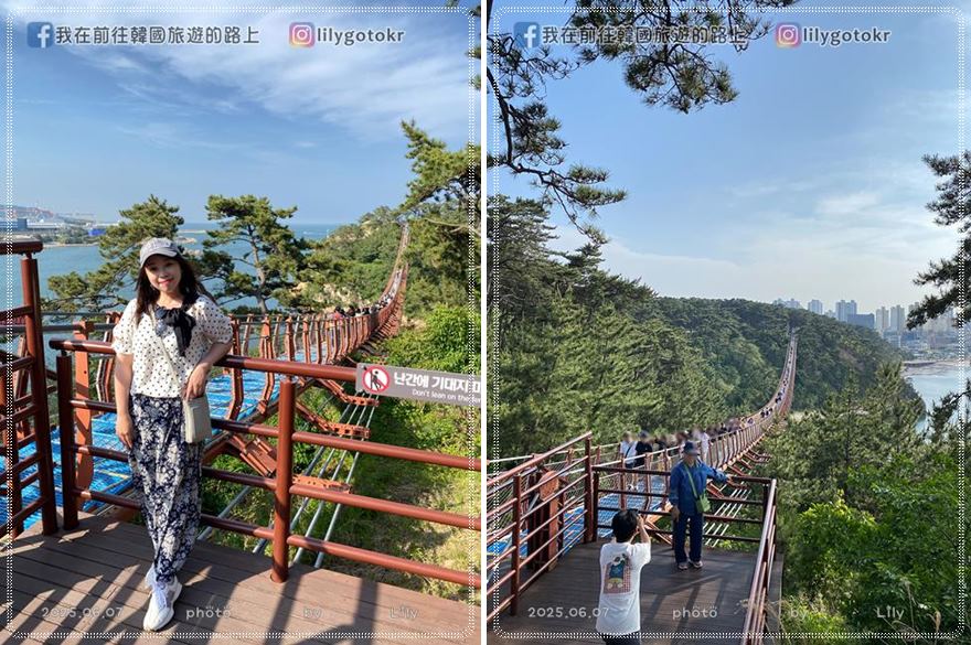 ㊶蔚山｜大王岩公園(대왕암공원)賞櫻、繡球花、奇石、看日出，還有新景點「大王岩吊橋」 @我在前往韓國旅遊的路上