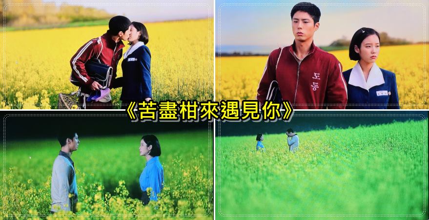 56)全羅北道．高敞｜大麥國度鶴苑農場(보리나라 학원농장)《苦盡柑來遇見你》油菜花田，《鬼怪》蕎麥花田經典拍攝場景 @我在前往韓國旅遊的路上