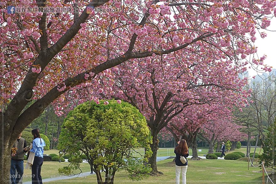 56)釜山．大淵站｜4月初至中旬到「UN紀念公園」看八重櫻 @我在前往韓國旅遊的路上
