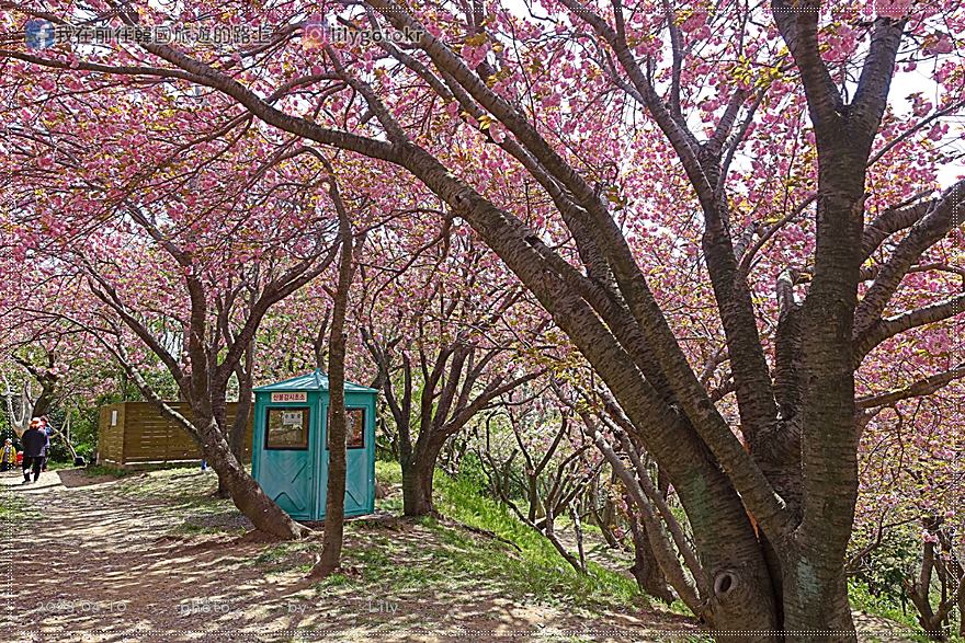 56)釜山．釜山站｜到「民主公園」八重櫻賞櫻秘境，抓住賞櫻季的尾巴 @我在前往韓國旅遊的路上