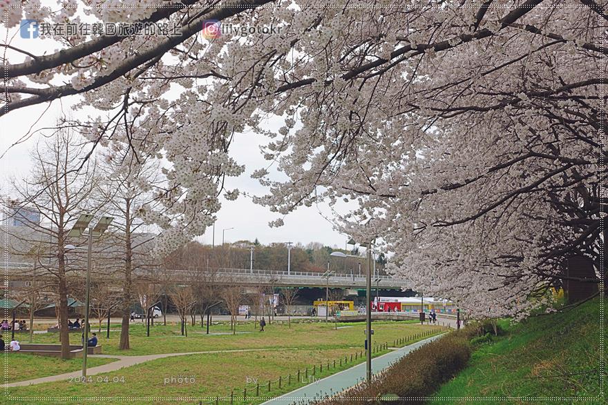 63)首爾．良才市民之林站｜良才川櫻花路양재천 벚꽃길，臨近地鐵站及良才川咖啡街 @我在前往韓國旅遊的路上