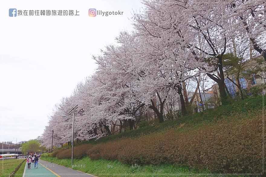 63)首爾．良才市民之林站｜良才川櫻花路양재천 벚꽃길，臨近地鐵站及良才川咖啡街 @我在前往韓國旅遊的路上