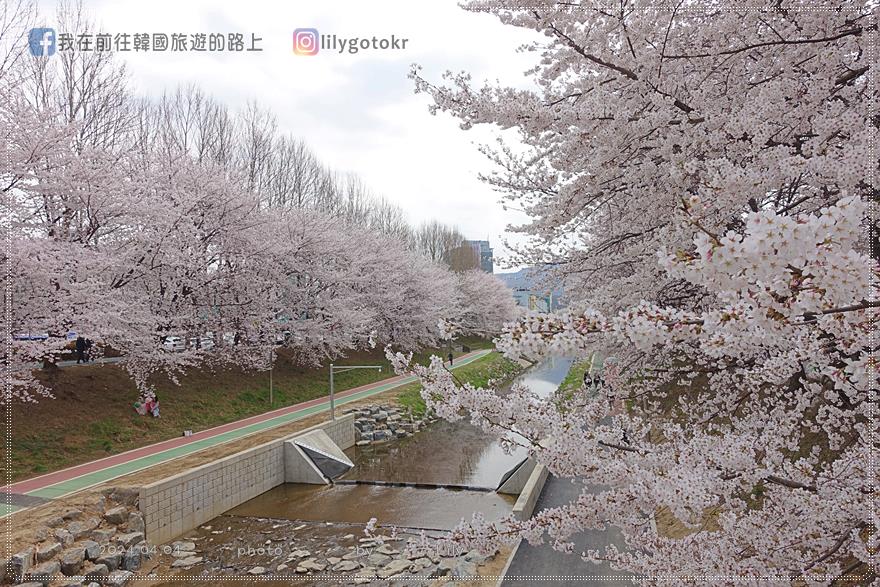 63)首爾．良才市民之林站｜良才川櫻花路양재천 벚꽃길，臨近地鐵站及良才川咖啡街 @我在前往韓國旅遊的路上