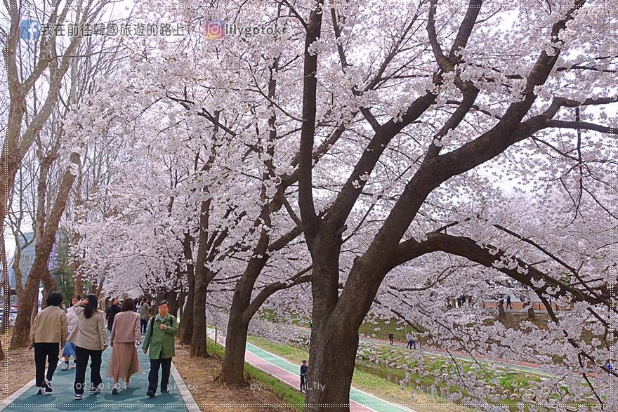 63)首爾．良才市民之林站｜良才川櫻花路양재천 벚꽃길，臨近地鐵站及良才川咖啡街 @我在前往韓國旅遊的路上