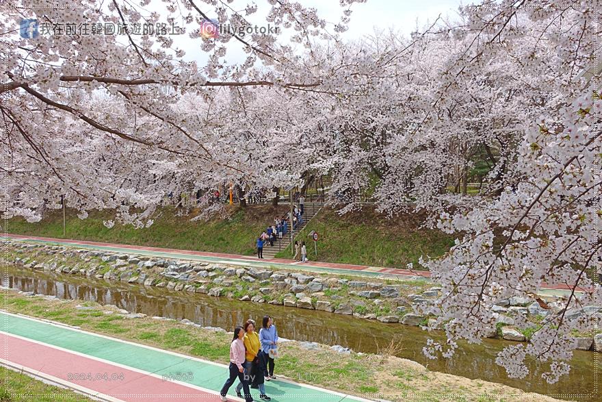 63)首爾．良才市民之林站｜良才川櫻花路양재천 벚꽃길，臨近地鐵站及良才川咖啡街 @我在前往韓國旅遊的路上