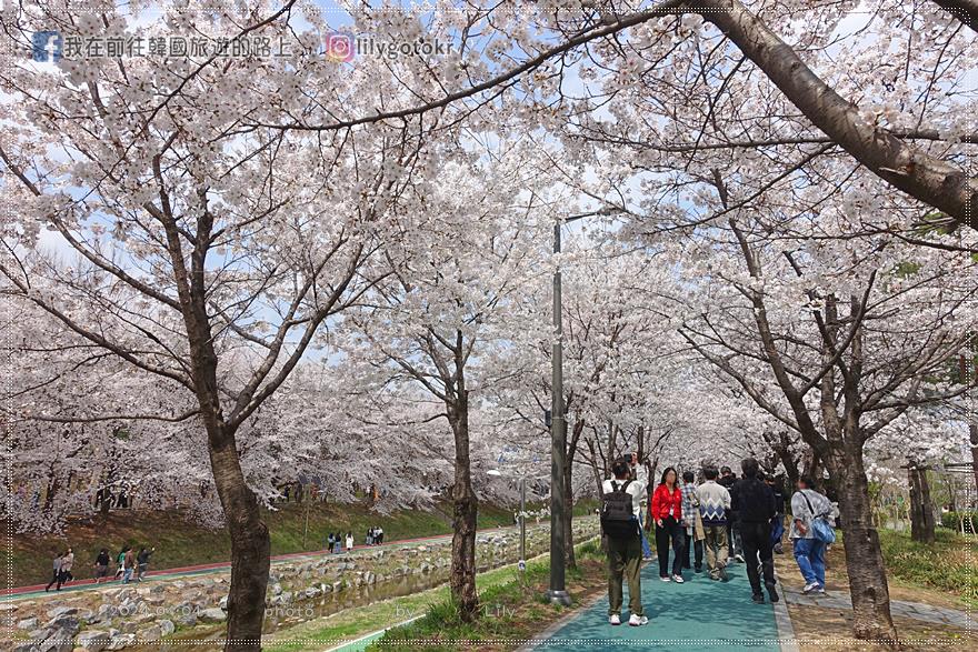 63)首爾．良才市民之林站｜良才川櫻花路양재천 벚꽃길，臨近地鐵站及良才川咖啡街 @我在前往韓國旅遊的路上