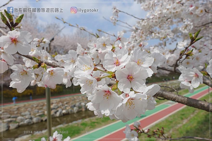 63)首爾．良才市民之林站｜良才川櫻花路양재천 벚꽃길，臨近地鐵站及良才川咖啡街 @我在前往韓國旅遊的路上