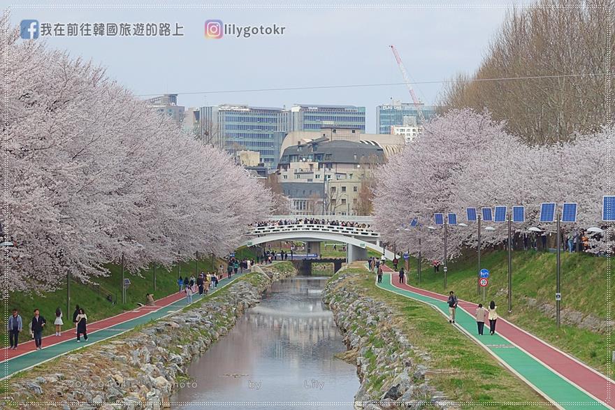 63)首爾．良才市民之林站｜良才川櫻花路양재천 벚꽃길，臨近地鐵站及良才川咖啡街 @我在前往韓國旅遊的路上