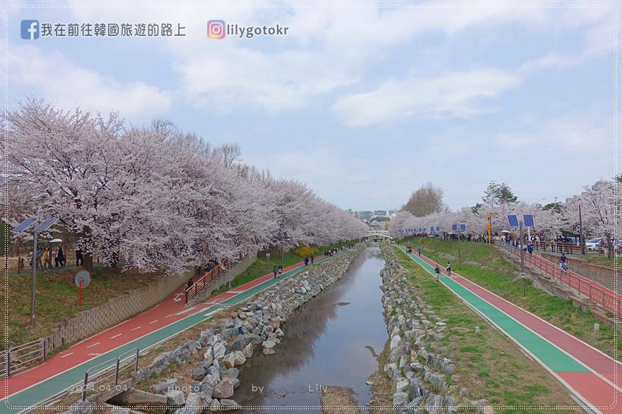 63)首爾．良才市民之林站｜良才川櫻花路양재천 벚꽃길，臨近地鐵站及良才川咖啡街 @我在前往韓國旅遊的路上