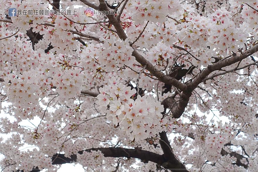 63)首爾．夢村土城站｜隱藏版首爾賞櫻景點「夢村亭(몽촌정)」櫻花隧道，臨近奧林匹克公園 @我在前往韓國旅遊的路上