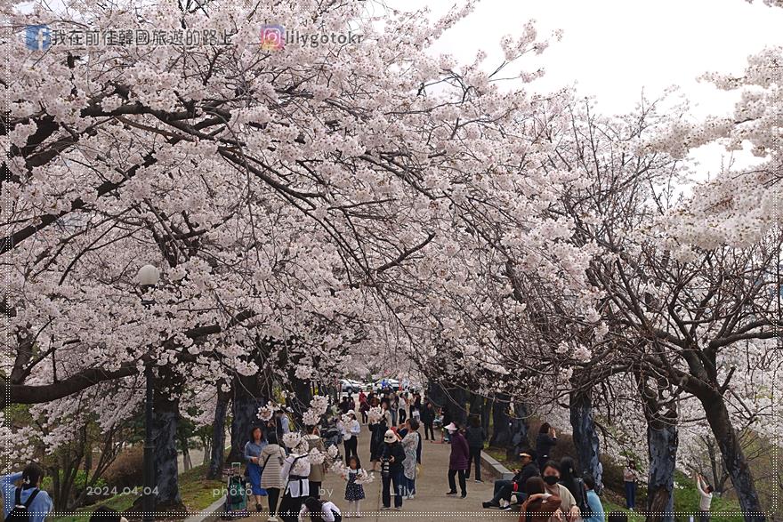 63)首爾．夢村土城站｜隱藏版首爾賞櫻景點「夢村亭(몽촌정)」櫻花隧道，臨近奧林匹克公園 @我在前往韓國旅遊的路上