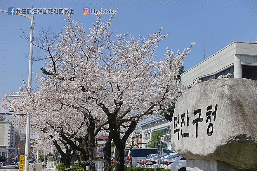 63)全羅北道．全州｜全州賞櫻首推「德津區廳櫻花路덕진구청 벚꽃로」，另有全北大學(全州校區)、全州德津公園 @我在前往韓國旅遊的路上