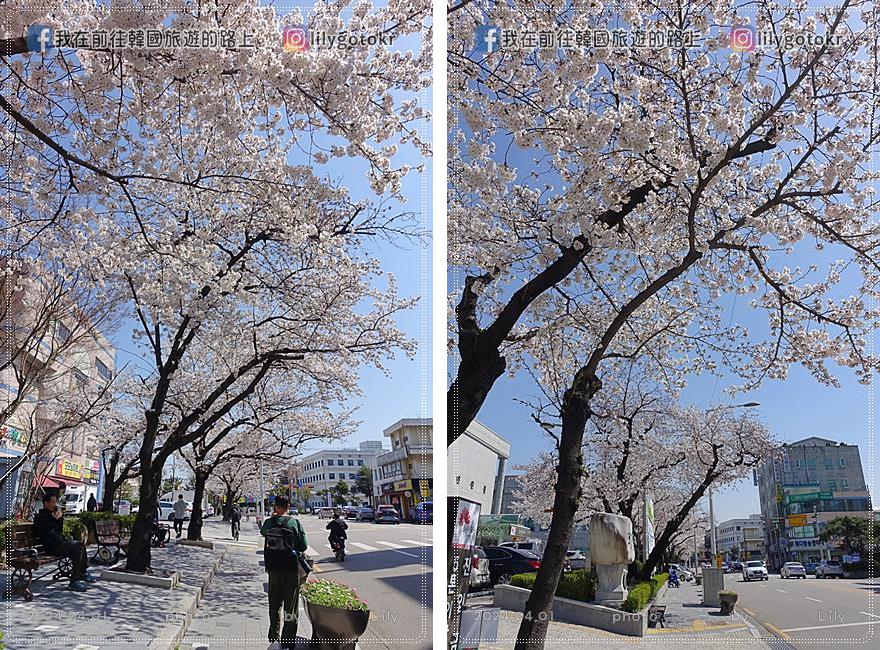 63)全羅北道．全州｜全州賞櫻首推「德津區廳櫻花路덕진구청 벚꽃로」，另有全北大學(全州校區)、全州德津公園 @我在前往韓國旅遊的路上