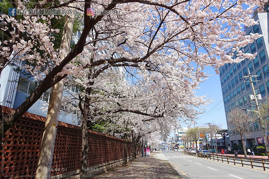 63)全羅北道．全州｜全州賞櫻首推「德津區廳櫻花路덕진구청 벚꽃로」，另有全北大學(全州校區)、全州德津公園 @我在前往韓國旅遊的路上