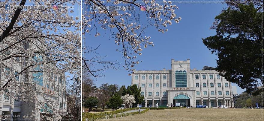 63)全羅北道．全州｜全州賞櫻首推「德津區廳櫻花路덕진구청 벚꽃로」，另有全北大學(全州校區)、全州德津公園 @我在前往韓國旅遊的路上