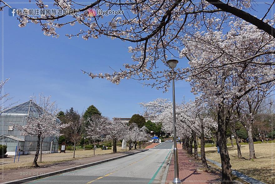 63)全羅北道．全州｜全州賞櫻首推「德津區廳櫻花路덕진구청 벚꽃로」，另有全北大學(全州校區)、全州德津公園 @我在前往韓國旅遊的路上