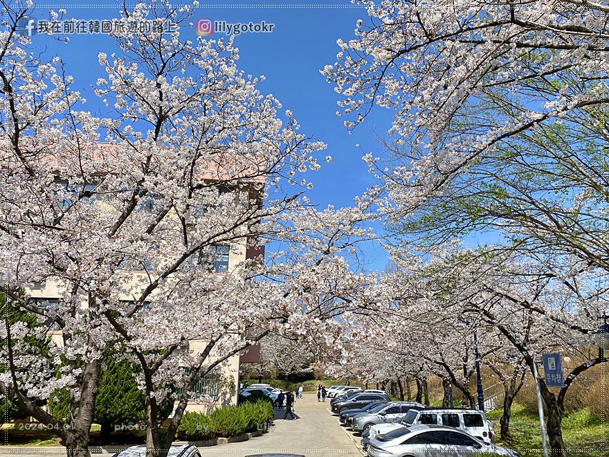 63)全羅北道．全州｜全州賞櫻首推「德津區廳櫻花路덕진구청 벚꽃로」，另有全北大學(全州校區)、全州德津公園 @我在前往韓國旅遊的路上