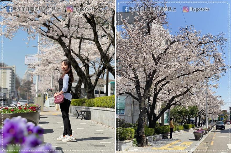 63)全羅北道．全州｜全州賞櫻首推「德津區廳櫻花路덕진구청 벚꽃로」，另有全北大學(全州校區)、全州德津公園 @我在前往韓國旅遊的路上