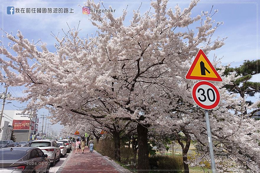 63)忠清北道．清州｜清州賞櫻首推「無心川櫻花路(무심천 벚꽃길)」臨近城安街及西門市場 @我在前往韓國旅遊的路上