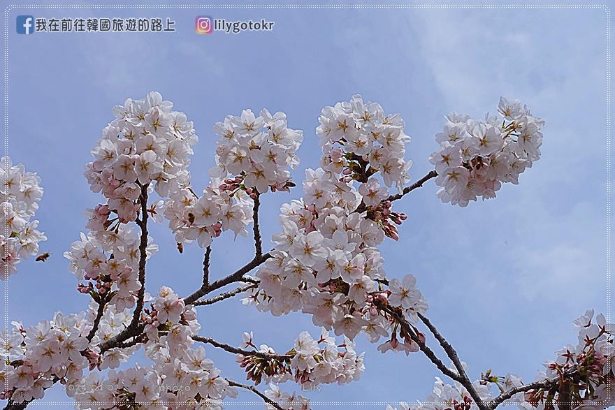 63)忠清北道．清州｜清州賞櫻首推「無心川櫻花路(무심천 벚꽃길)」臨近城安街及西門市場 @我在前往韓國旅遊的路上