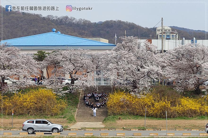 63)忠清北道．清州｜清州賞櫻首推「無心川櫻花路(무심천 벚꽃길)」臨近城安街及西門市場 @我在前往韓國旅遊的路上