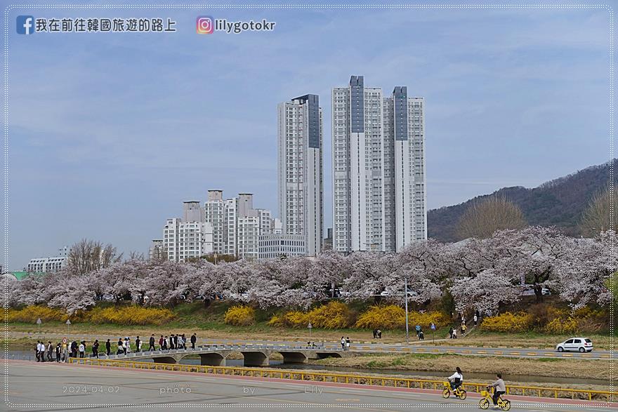 63)忠清北道．清州｜清州賞櫻首推「無心川櫻花路(무심천 벚꽃길)」臨近城安街及西門市場 @我在前往韓國旅遊的路上