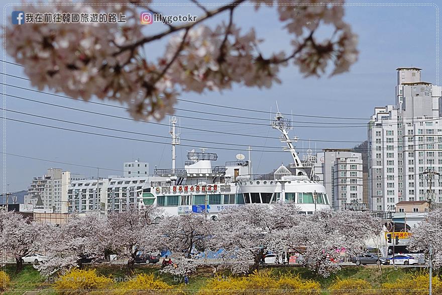 63)忠清北道．清州｜清州賞櫻首推「無心川櫻花路(무심천 벚꽃길)」臨近城安街及西門市場 @我在前往韓國旅遊的路上