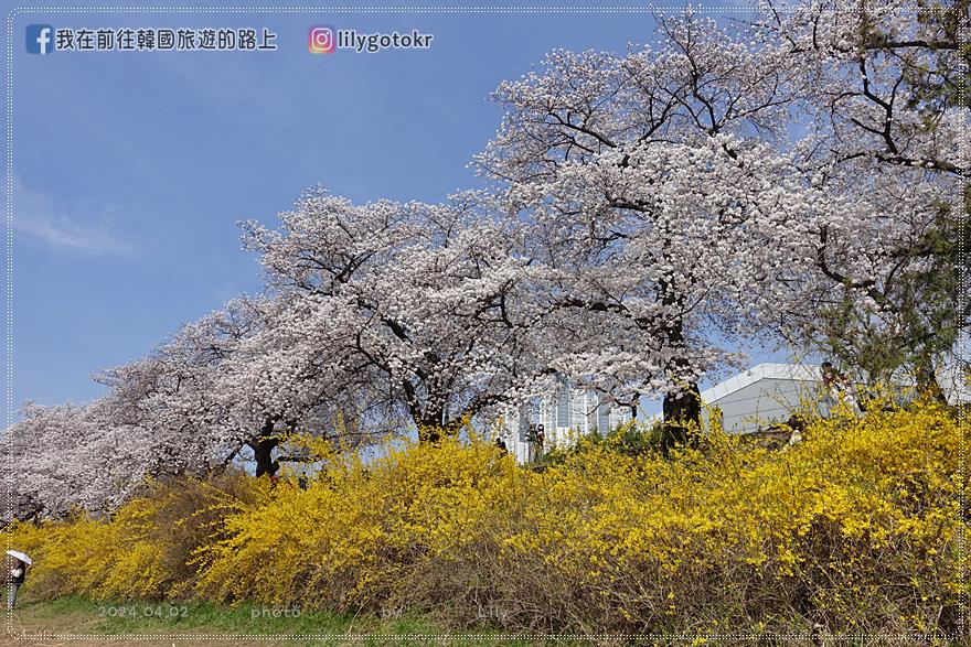 63)忠清北道．清州｜清州賞櫻首推「無心川櫻花路(무심천 벚꽃길)」臨近城安街及西門市場 @我在前往韓國旅遊的路上