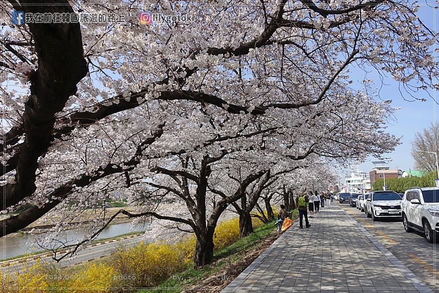 63)忠清北道．清州｜清州賞櫻首推「無心川櫻花路(무심천 벚꽃길)」臨近城安街及西門市場 @我在前往韓國旅遊的路上