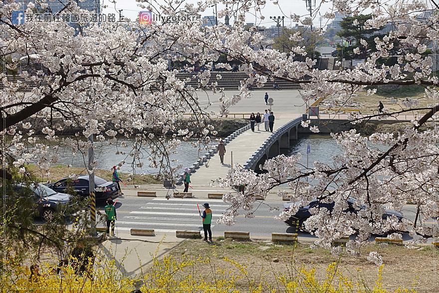 63)忠清北道．清州｜清州賞櫻首推「無心川櫻花路(무심천 벚꽃길)」臨近城安街及西門市場 @我在前往韓國旅遊的路上