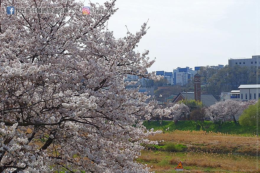 63)忠清北道．清州｜清州賞櫻首推「無心川櫻花路(무심천 벚꽃길)」臨近城安街及西門市場 @我在前往韓國旅遊的路上