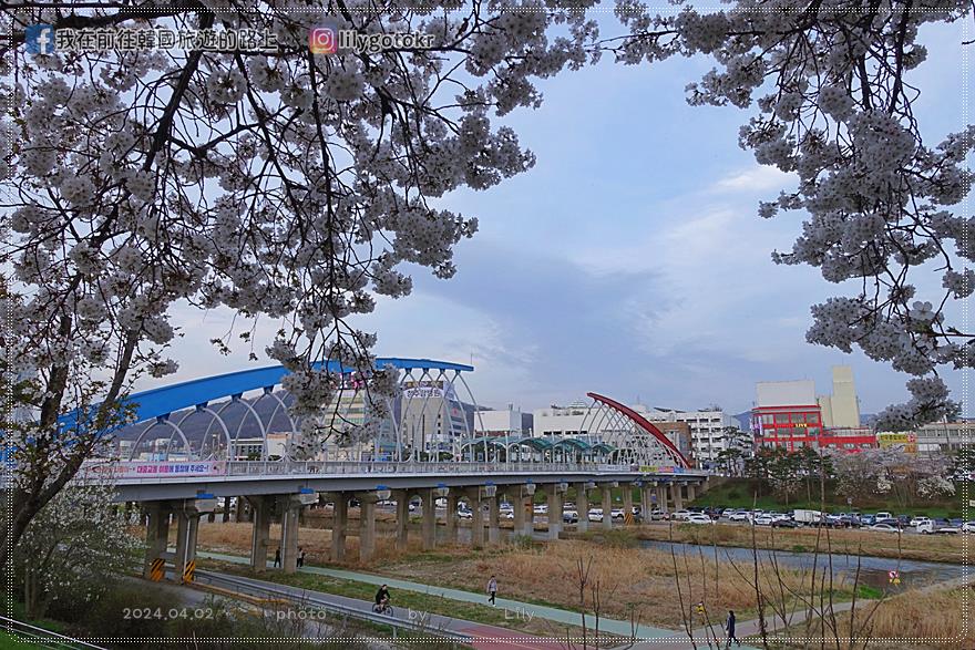 63)忠清北道．清州｜清州賞櫻首推「無心川櫻花路(무심천 벚꽃길)」臨近城安街及西門市場 @我在前往韓國旅遊的路上