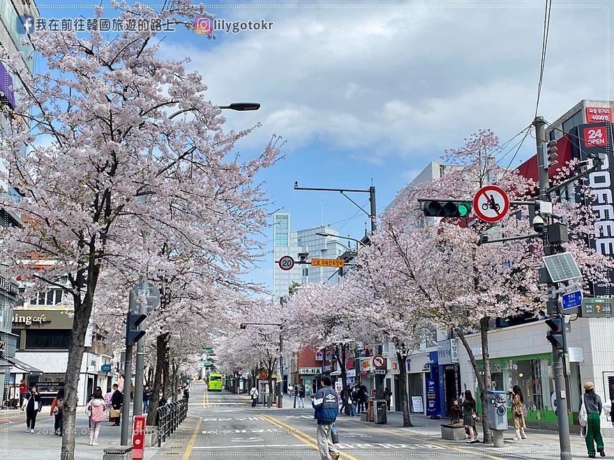 63)首爾．新村｜新村延世路櫻花大道，首爾市中心隱藏版櫻花路 @我在前往韓國旅遊的路上