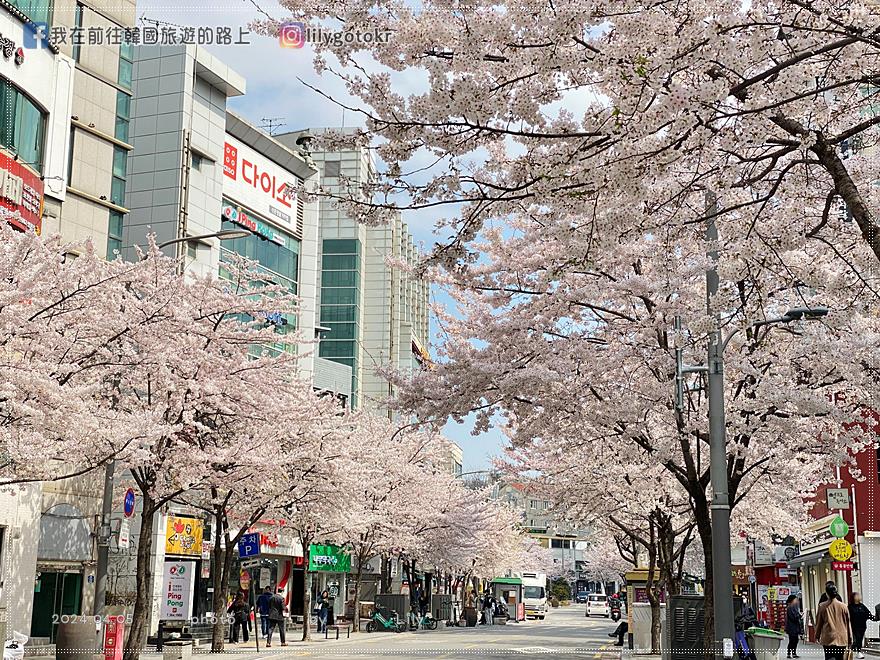 63)首爾．新村｜新村延世路櫻花大道，首爾市中心隱藏版櫻花路 @我在前往韓國旅遊的路上